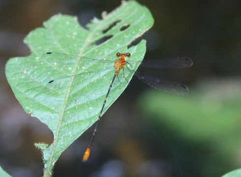 صورة Heteragrion consors Hagen ex Selys 1862