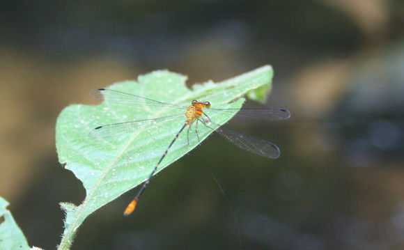 Image of Heteragrion consors Hagen ex Selys 1862