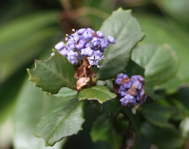 Image of Point Reyes ceanothus