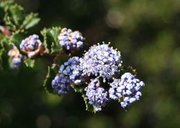 Image of Point Reyes ceanothus