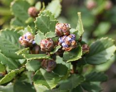 Image of Point Reyes ceanothus