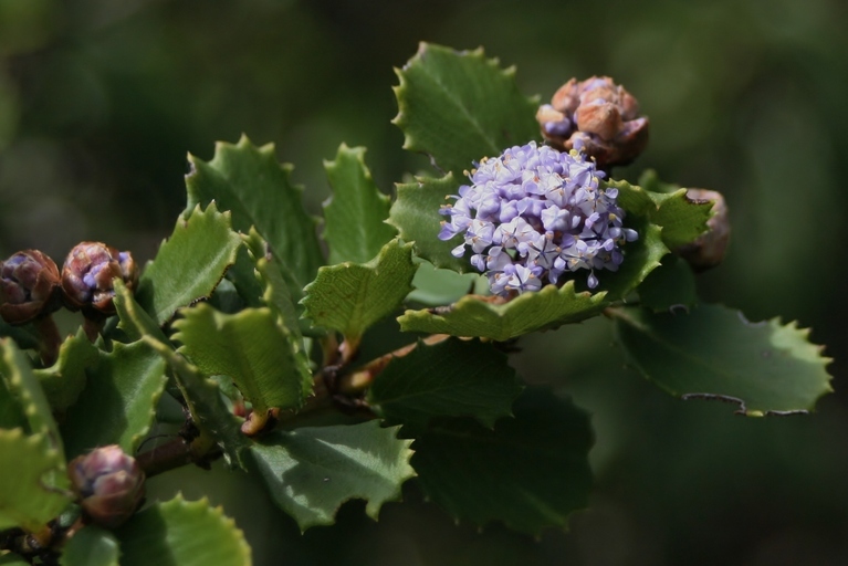 Image of Point Reyes ceanothus