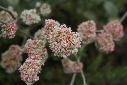 Image of seaside buckwheat