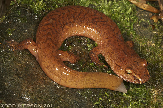 Image of Spring Salamander