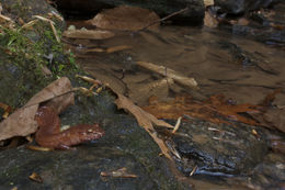 Image of Spring Salamander