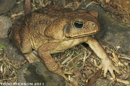 Image of Cane Toad