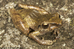 Image of Rio San Juan Robber Frog