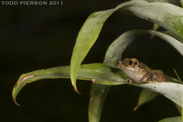 Image of Rio San Juan Robber Frog