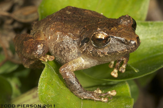 Image of Rio San Juan Robber Frog