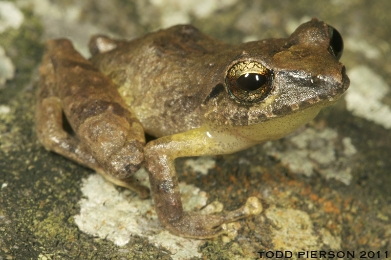 Image of Rio San Juan Robber Frog