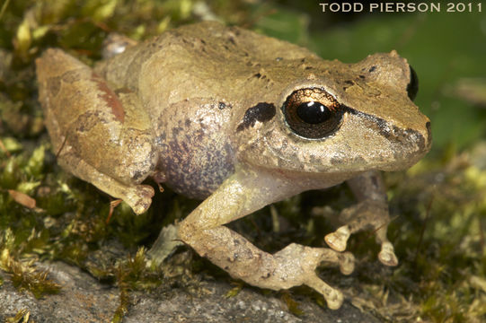Image of Rio San Juan Robber Frog