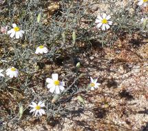 Image of Nicolletia trifida Rydb.