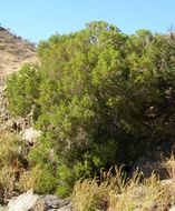 Image of Schott's pygmycedar