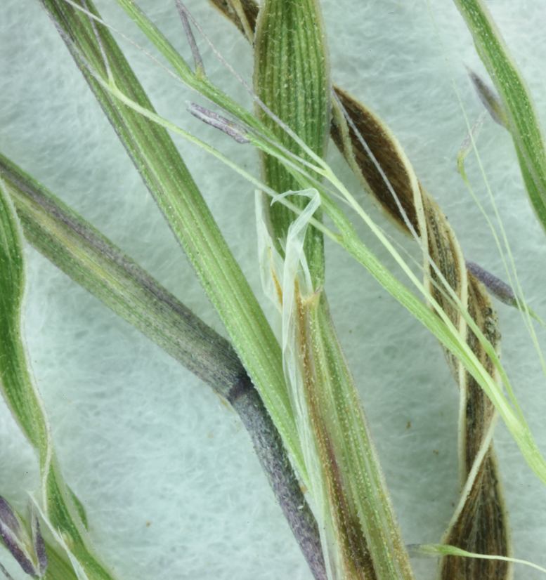 Plancia ëd Muhlenbergia fragilis Swallen