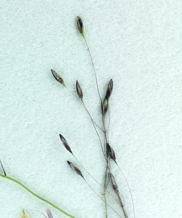 Plancia ëd Muhlenbergia fragilis Swallen