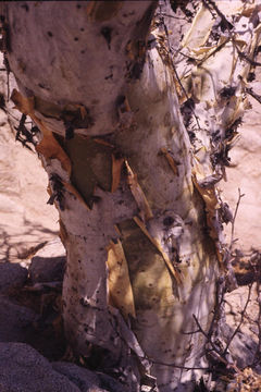 Image of elephant tree