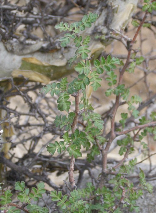 Image of elephant tree