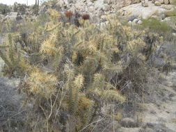 Image de Cylindropuntia molesta (Brandegee) F. M. Knuth