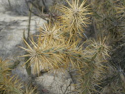 Image de Cylindropuntia molesta (Brandegee) F. M. Knuth