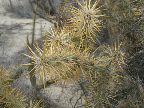 Image of Cylindropuntia molesta (Brandegee) F. M. Knuth