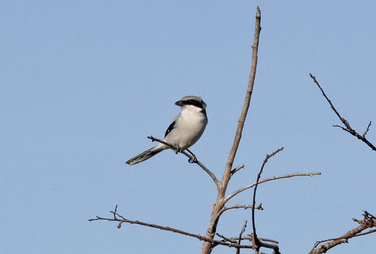 Image of Loggerhead Shrike