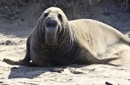 Image of Northern Elephant Seal