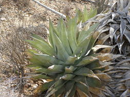 صورة Agave cerulata subsp. nelsonii (Trel.) Gentry