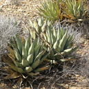 Image of Agave cerulata subsp. nelsonii (Trel.) Gentry