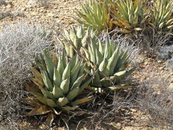 Agave cerulata subsp. nelsonii (Trel.) Gentry resmi