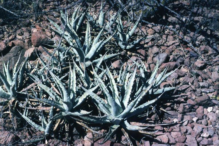 Image of Agave sobria Brandegee