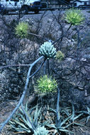 Image of Agave sobria Brandegee