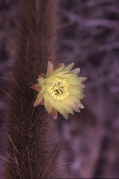 Image of Golden-spine Cereus