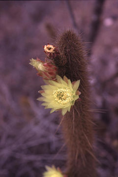 Image of Golden-spine Cereus