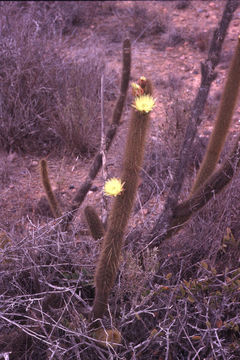 Image of Golden-spine Cereus