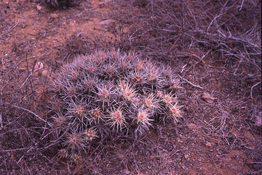 Image of Echinocereus maritimus (M. E. Jones) K. Schum.