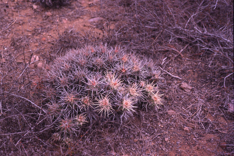 Image de Echinocereus maritimus (M. E. Jones) K. Schum.