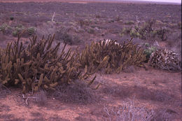 Image of Golden-spine Cereus