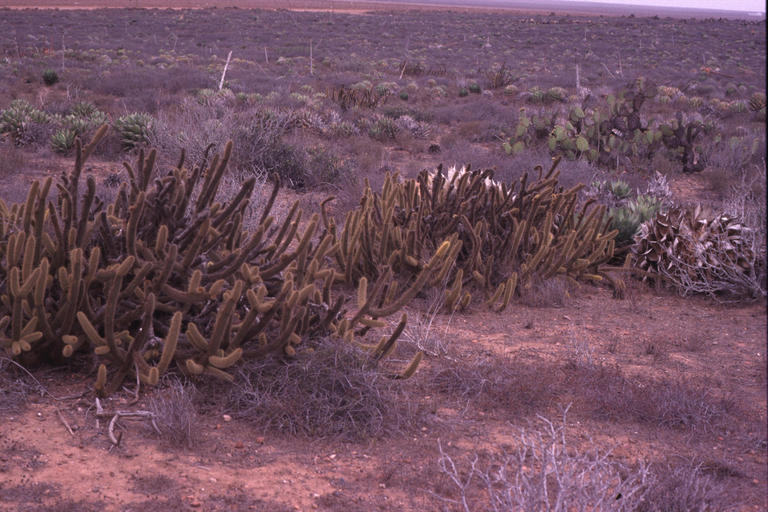 Image of Golden-spine Cereus