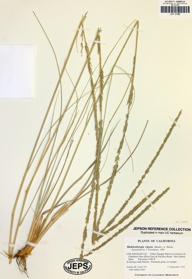 Plancia ëd Muhlenbergia rigens (Benth.) Hitchc.