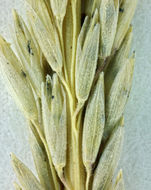 Image of deergrass