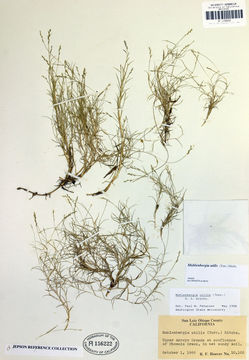 Imagem de Muhlenbergia utilis (Torr.) Hitchc.