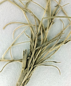 Imagem de Muhlenbergia utilis (Torr.) Hitchc.