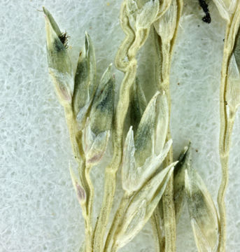 Image de Muhlenbergia utilis (Torr.) Hitchc.