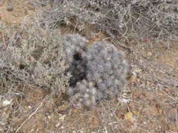 Image de Echinocereus maritimus (M. E. Jones) K. Schum.