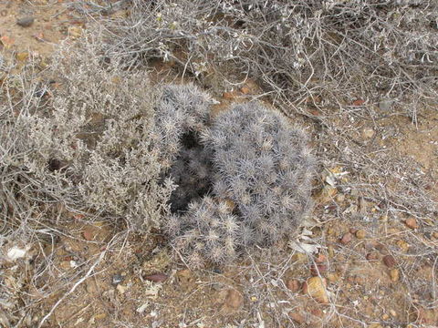 Image of Echinocereus maritimus (M. E. Jones) K. Schum.