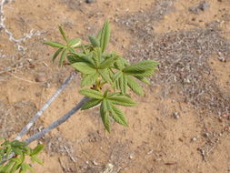 Sivun Aesculus parryi A. Gray kuva