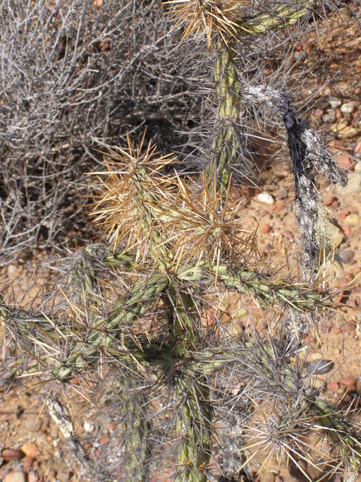 Image de Cylindropuntia molesta (Brandegee) F. M. Knuth