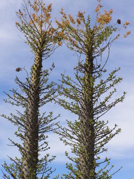 Image of <i>Idria columnaris</i>