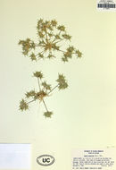 Image of false buffalograss