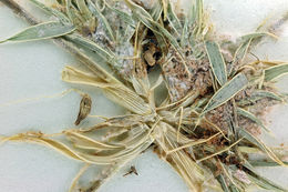 Image of false buffalograss